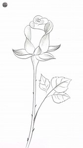 Easy Drawing Rose #drawing #pencilsketch Music Credit - Title: Every Kind Of Light Artist: Global Genius Link: https://business.facebook.com/sound/collection/?sound_collection_tab=sound_tracks&asset_id=2061146514128321&reference=artist_attr | Drawing Book