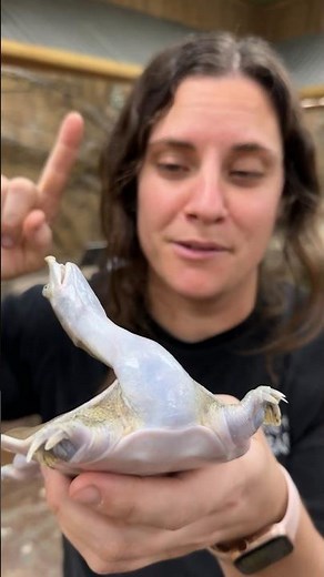 This Soft Shelled Turtle tried to bite me😳