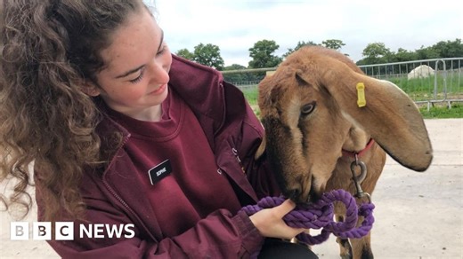 'Singing' goat causes giggling fits at Worcester Cathedral service