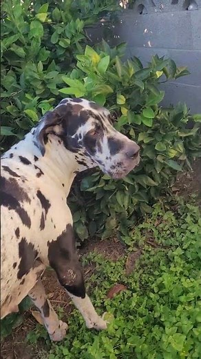 Great Dane Love It's Not a Secret Anymore