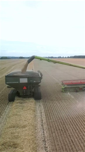 Every Pass Pure Perfection #8700wheat