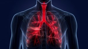 Human Respiratory System Lungs Anatomy Animation 库存影片视频（100% 免版税）1082395765 | Shutterstock