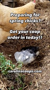 29 reactions | Preparing for spring chicks? Are you ready? Get your coop order in now. Turn key service is available, but our schedule is filling up fast. Visit carolinacoops.com to learn more | Carolina Coops | Facebook