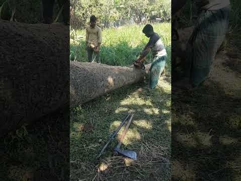 Cutting down a tree with a saw