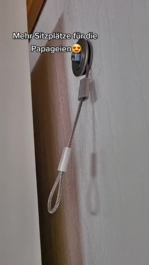 instagram: papageien_simba_pumba_nala ❤️😍