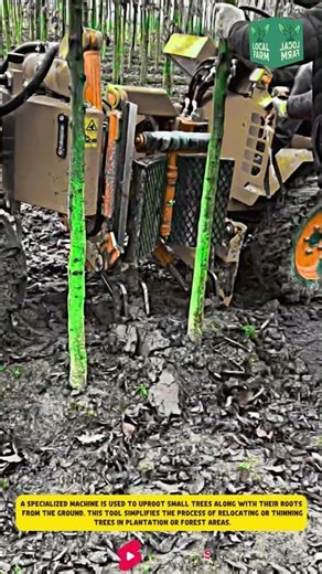 A specialized machine is used to uproot small trees along with their roots from the ground