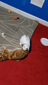 Our new rabbit started trying to hump our cats :'( What should we do about it? Besides the obvious. Even if we get him neutered it might be a couple weeks before we can get an appt