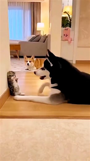 Dog vs Cat Funny Moments You CAN'T Miss! 😂🐶🐱 #Shorts #usa #foryou