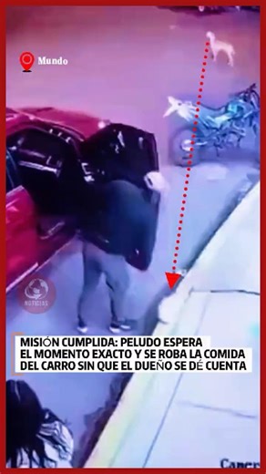 😂🐕 MISIÓN CUMPLIDA: PELUDO ESPERA EL MOMENTO EXACTO Y SE ROBA LA COMIDA DEL CARRO