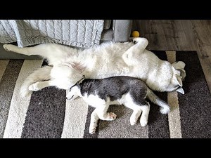 Husky Puppy Snuggles with Big Sister