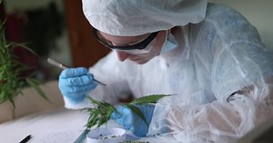 Download A dedicated scientist analyzing a cannabis plant in a controlled laboratory environment for free