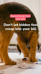 1.6K views · 1.2K reactions | Pets are always trying to find ways to protect us from unfair rates. Thankfully there’s GoodCharlie! Every electricity plan comes with free Pet Perks like 24/7 vet help, so you – and your pet – can rest a little easier. #dogsoffacebook #pets #puppy | GoodCharlie | Facebook