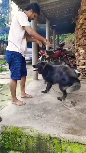 playing with my dog at evening #trending #shorts