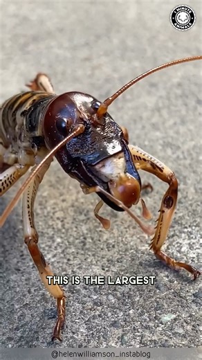 21K views · 862 reactions | Giant Weta 聯 The HEAVIEST Insect on Earth! Bigger than a mouse and covered in armor. It looks terrifying but it’s totally harmless. A gentle giant from New Zealand. #giantweta #wildlife #animalfacts #1minuteanimals | 1 Minute Animals | Facebook