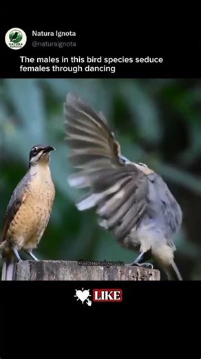 Many male birds use dances to attract a mate and demonstrate strength #avianfacts #animalbehavior