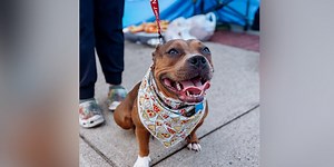 Dog beaten for eating owner’s pizza gets her own pizza party