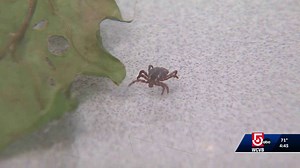 Babesiosis in Massachusetts: Symptoms, risks, treatment explained
