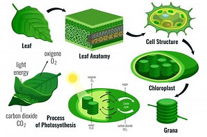 4 Fungsi Organ Daun pada Tumbuhan, Salah Satunya Tempat Fotosintesis - Bobo