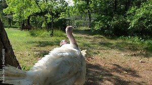 White adult turkeys freely walking through back yard while being cage free organically raised.