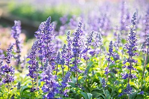 Planting sage: 5 golden rules for making the most of its long, sublime flowering period - Netmums