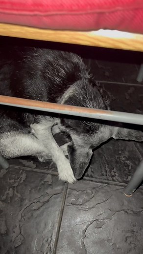 Itchy feet means new territory ( on humans ) … in a dog’s world … I don’t have a clue what it means …. 🐾🐾❤️❤️❤️❤️🐾🐾 | Mo’s Retreat Pet Sitting & Spa