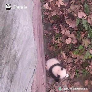 Me falling from the bed when I just wake up in the morning... (Fu Shun) The baby panda will not get hurt from this height, so don't worry. #HiPanda #PandaTime | iPanda