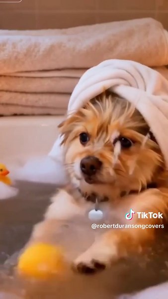 Taking a Bath 😁🐤 #public #followers #funnyreels #dog #ai