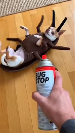 best chiwawa club on Instagram: "Have you ever seen a sweeter bug? 🙈🐶 Follow us @best.chiwawa.club"