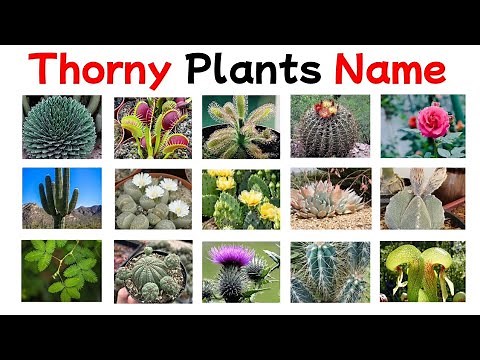 "Explore Thorny Plants You Should Know | Ultimate Guide to Thorny Plants with Pictures"
