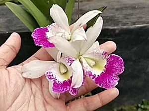 Brassocattleya Hawaii Stars 'Only One'