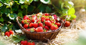 3 recettes pour sublimer la fraise de l'entrée au dessert