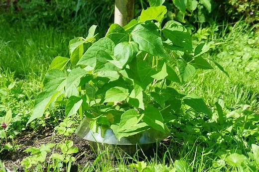 Slug Collars: Barriers to Protect Plants vs. Slugs & Snails | Test