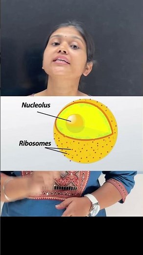 Nucleus vs Nucleolus vs Nucleoid 🔥 Biology Simplyfied | CBSE NEET