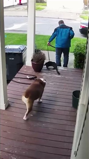 Ladder FAIL! Pumpkin Splash Chaos with Dogs! #shorts