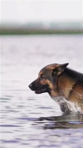 German Shepherd dog running fast 🐕🔥 #sjcreators707 #fyp #germanshepherd