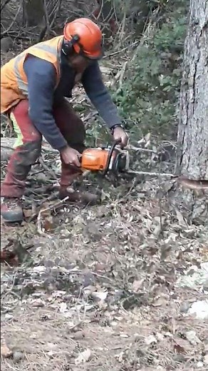 Abattage au Tire Fort Forestier