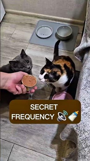 Why does my cat meow so much? It's manipulating your brain 🧠| Part 5
