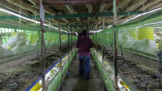 Performance Peak: Broiler Chickens Achieve 2.51 kg in 35 Days