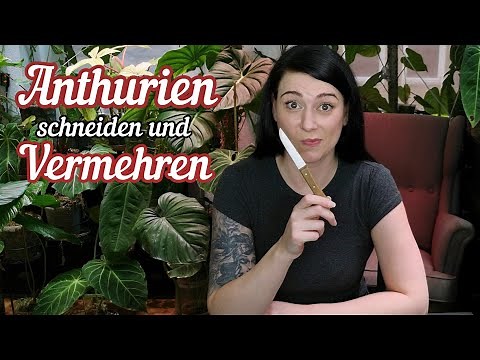 ANTHURIUM richtig SCHNEIDEN und vermehren | Zimmerpflanzen Pflege