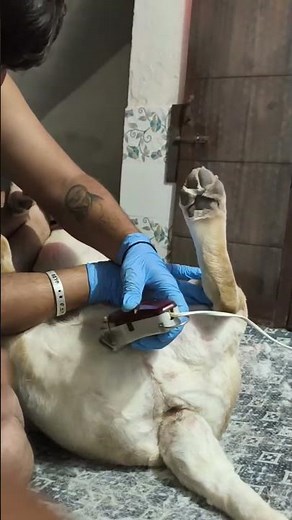 My Dog's Haircut at Home Highlights