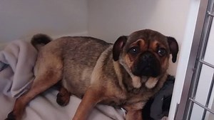 😠 This poor pug has been left paralysed after being thrown from a moving car... | BBC Essex