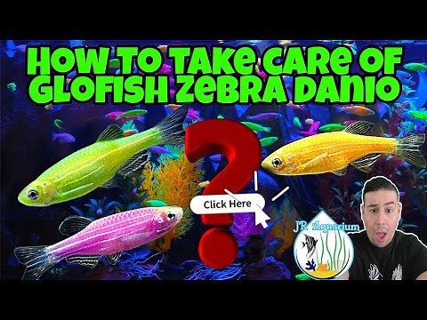 Glofish Zebra Danio! All you need to know before you buy! care guide tips & info, Ep: 2 Glo Zebra