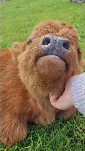 Cute Baby Highland Cow || ViralHog