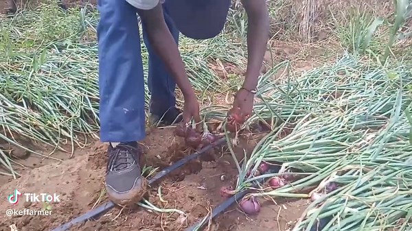 Spring Onion Farming: Uprooting and Harvesting Process