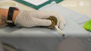1.8K views · 13 reactions | More than 1,000 wildlife babies arrive at West Sound Wildlife Shelter. Through our Powerful Partnerships program, together we are giving the region's new generation of wildlife a second chance at life. | Puget Sound Energy | Facebook
