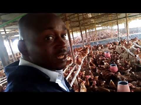 Starting a poultry farm | Low Cost Deep Litter System | Successful Poultry farming
