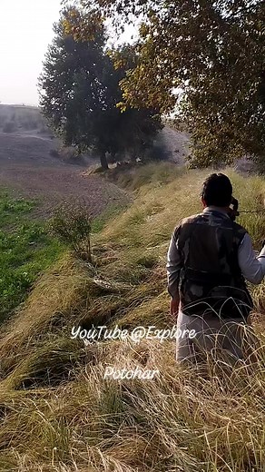 Art of Falconry | Hunting with Goshawk #falconrylife #falconry #eagle #hunting #goshawk | Asif Ali