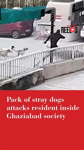 India Today on Instagram: "A resident of a Ghaziabad housing society narrowly escaped injury after being chased and attacked by a pack of stray dogs inside the premises. The incident, captured on CCTV, has sparked fear among residents, who say the growing stray dog population has made the society unsafe, especially for children. Watch in for more details. #Ghaziabad #StrayDogs #DogAttack #CCTVFootage #ITReel #IndiaTodaySocial"