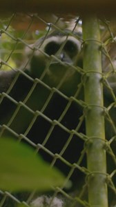 "When the female shows the butt to the male, it can only mean one thing." 🐒😳 📺 Sue Perkins: Lost in Thailand, Friday 9pm | Channel 5