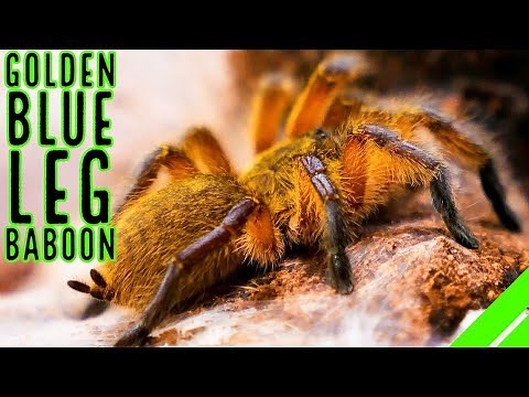 Golden Blue Leg Baboon (Harpactira pulchripes) Tarantula Care